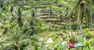 Attractions Near Ubud