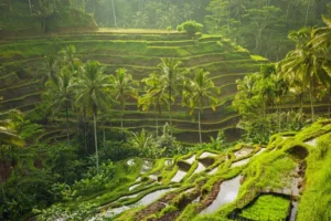 Bali What To Do