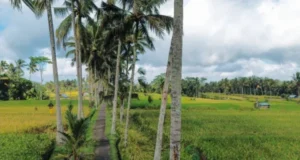 Ubud Travel Itinerary
