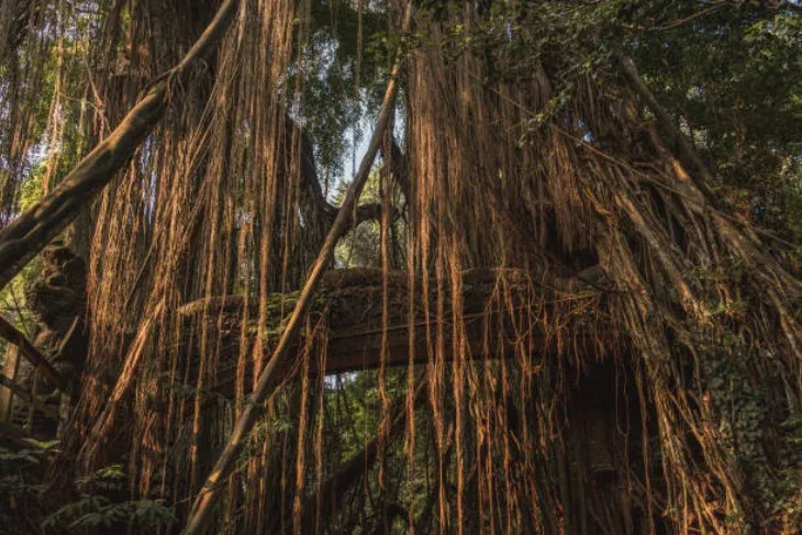 Sites To See In Indonesia
