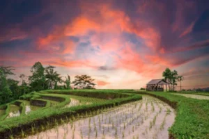 To Do In Bali