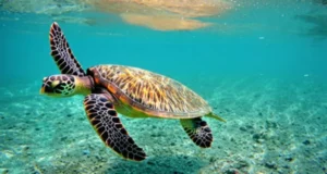 Bali Scuba Diving Nusa Dua Dive Centre