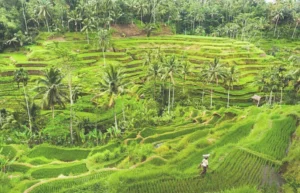 Non Touristy Things To Do In Ubud