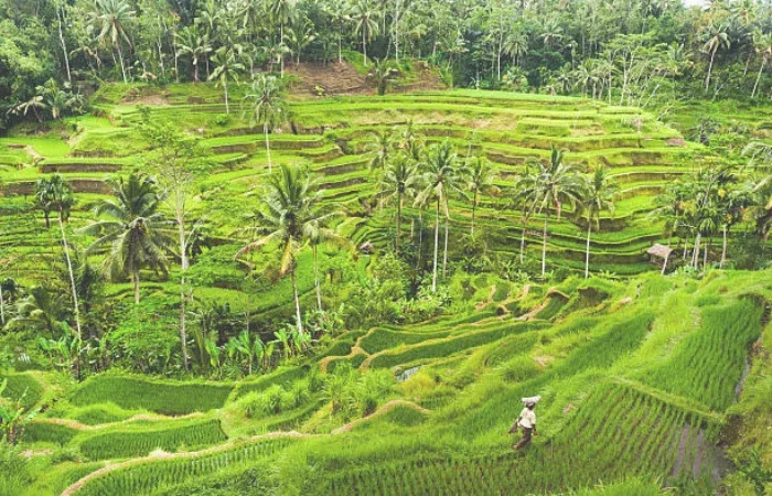 Non Touristy Things To Do In Ubud